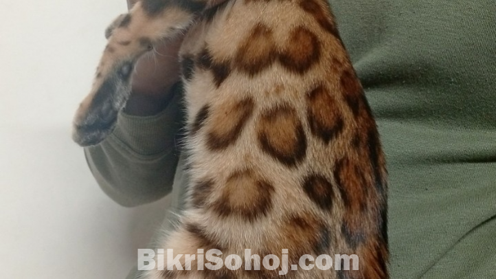 Bengal cat